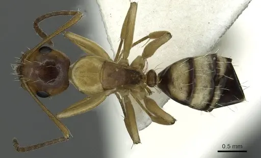 Camponotus ogasawarensis specimen CASENT0913704 image casent0913704_1