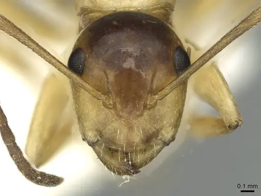 Camponotus ogasawarensis specimen CASENT0913704 image casent0913704_2