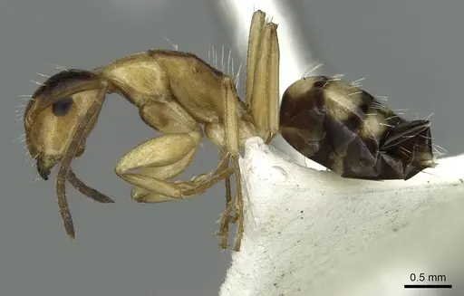 Camponotus ogasawarensis specimen CASENT0913704 image casent0913704_3