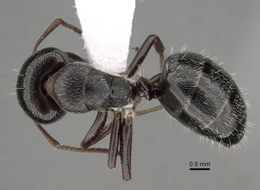 Camponotus olivieri specimen CASENT0280301 image casent0280301_1