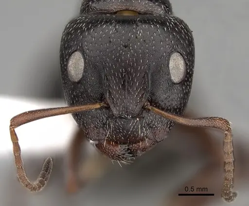 Camponotus olivieri specimen CASENT0280301 image casent0280301_2