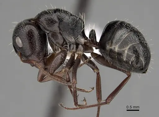 Camponotus olivieri specimen CASENT0280301 image casent0280301_3
