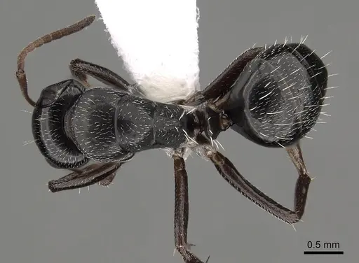 Camponotus olivieri specimen CASENT0280302 image casent0280302_1