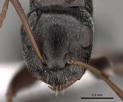 Camponotus olivieri specimen CASENT0280302 image casent0280302_2