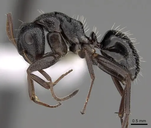 Camponotus olivieri specimen CASENT0280302 image casent0280302_3