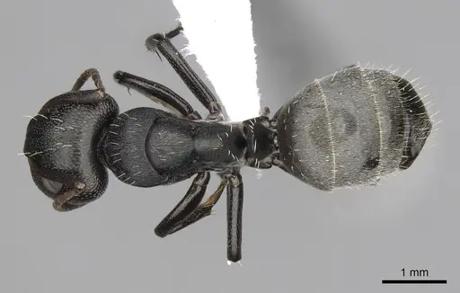 Camponotus olivieri specimen CASENT0415556 image casent0415556_1