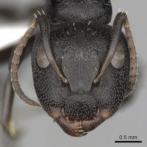 Camponotus olivieri specimen CASENT0415556 image casent0415556_2