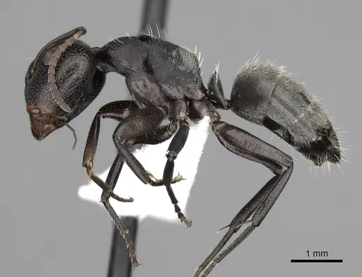 Camponotus olivieri specimen CASENT0415556 image casent0415556_3