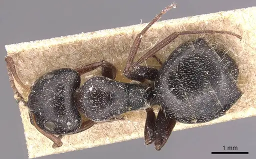Camponotus olivieri specimen CASENT0905424 image casent0905424_1