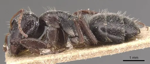 Camponotus olivieri specimen CASENT0905424 image casent0905424_3