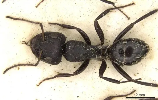 Camponotus olivieri specimen CASENT0906879 image casent0906879_1