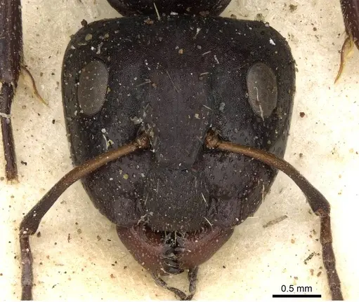 Camponotus olivieri specimen CASENT0906879 image casent0906879_2