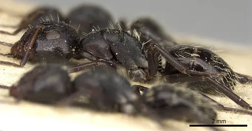 Camponotus olivieri specimen CASENT0906879 image casent0906879_3