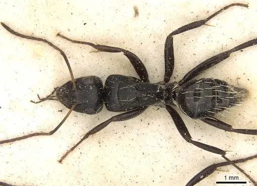 Camponotus olivieri specimen CASENT0906880 image casent0906880_1
