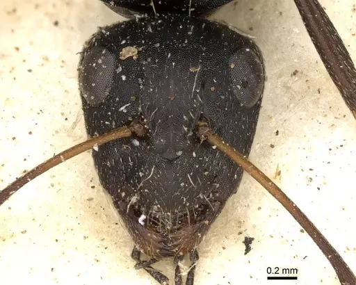 Camponotus olivieri specimen CASENT0906880 image casent0906880_2