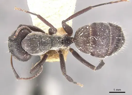 Camponotus olivieri specimen CASENT0910482 image casent0910482_1