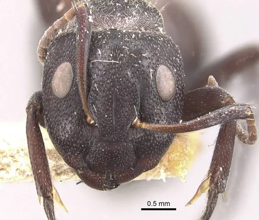 Camponotus olivieri specimen CASENT0910482 image casent0910482_2