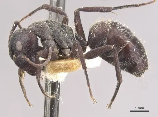 Camponotus olivieri specimen CASENT0910482 image casent0910482_3