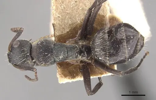 Camponotus olivieri specimen CASENT0910483 image casent0910483_1