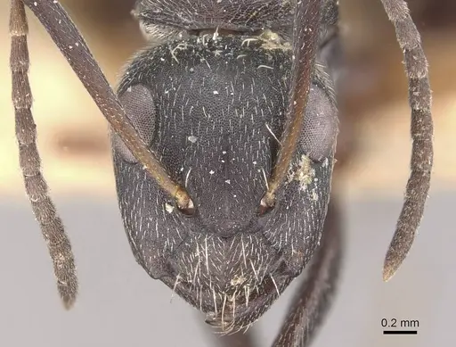 Camponotus olivieri specimen CASENT0910483 image casent0910483_2
