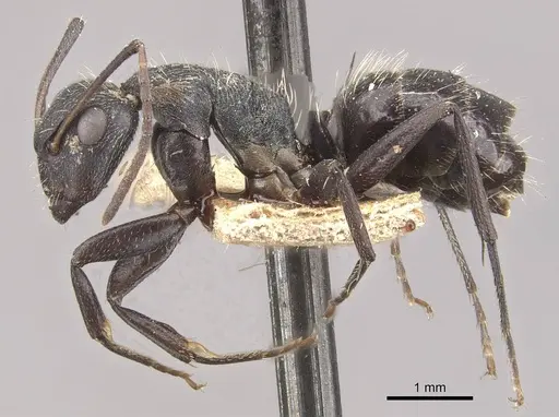 Camponotus olivieri specimen CASENT0910483 image casent0910483_3