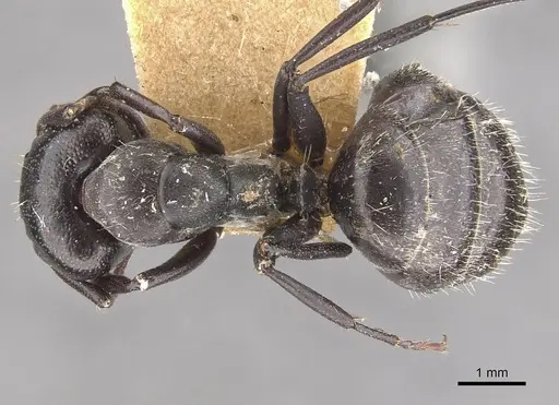 Camponotus olivieri specimen CASENT0910484 image casent0910484_1