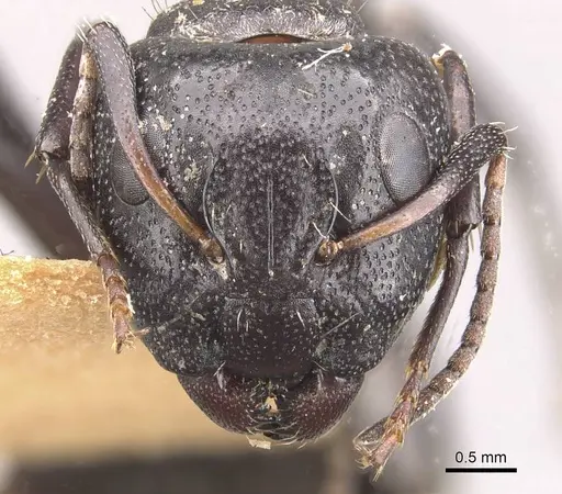 Camponotus olivieri specimen CASENT0910484 image casent0910484_2