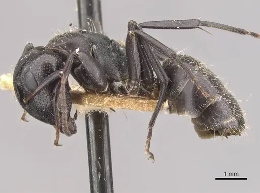 Camponotus olivieri specimen CASENT0910484 image casent0910484_3