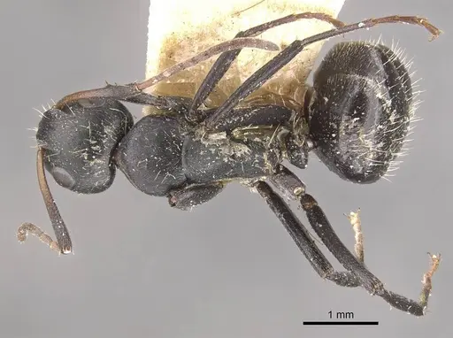 Camponotus olivieri specimen CASENT0910485 image casent0910485_1