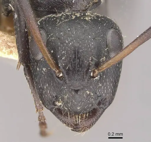 Camponotus olivieri specimen CASENT0910485 image casent0910485_2