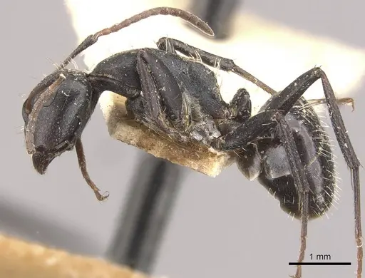 Camponotus olivieri specimen CASENT0910485 image casent0910485_3