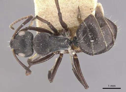 Camponotus olivieri specimen CASENT0910486 image casent0910486_1