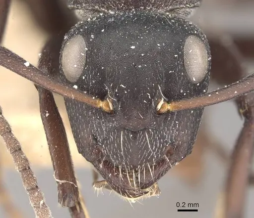 Camponotus olivieri specimen CASENT0910486 image casent0910486_2
