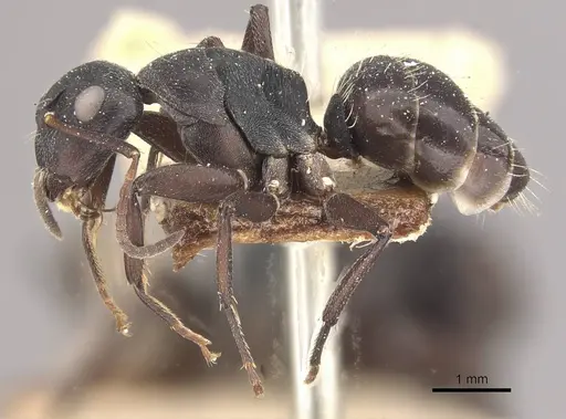 Camponotus olivieri specimen CASENT0910486 image casent0910486_3