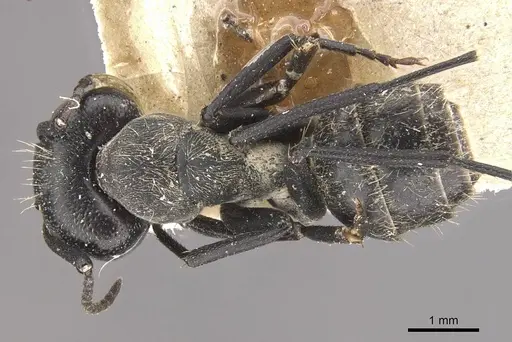 Camponotus olivieri specimen CASENT0910487 image casent0910487_1