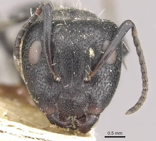 Camponotus olivieri specimen CASENT0910487 image casent0910487_2