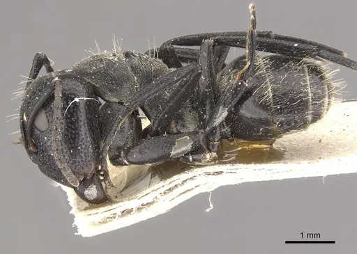 Camponotus olivieri specimen CASENT0910487 image casent0910487_3