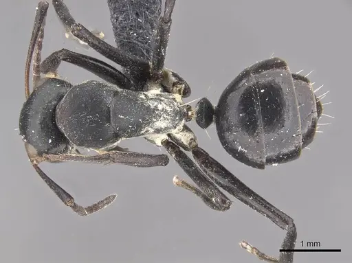 Camponotus olivieri specimen CASENT0910488 image casent0910488_1