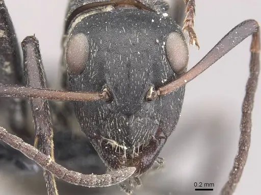 Camponotus olivieri specimen CASENT0910488 image casent0910488_2