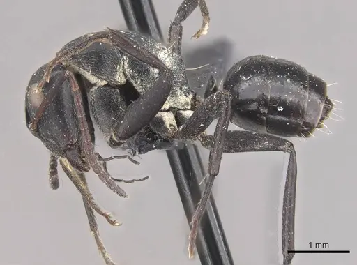 Camponotus olivieri specimen CASENT0910488 image casent0910488_3