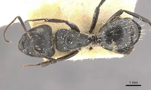 Camponotus olivieri specimen CASENT0910491 image casent0910491_1