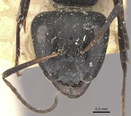 Camponotus olivieri specimen CASENT0910491 image casent0910491_2