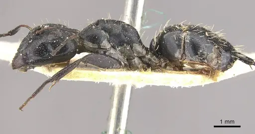 Camponotus olivieri specimen CASENT0910491 image casent0910491_3