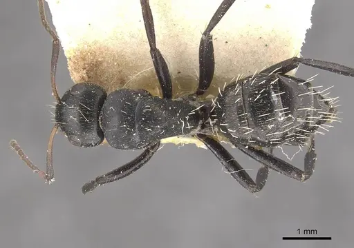 Camponotus olivieri specimen CASENT0910492 image casent0910492_1
