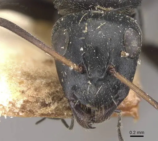 Camponotus olivieri specimen CASENT0910492 image casent0910492_2