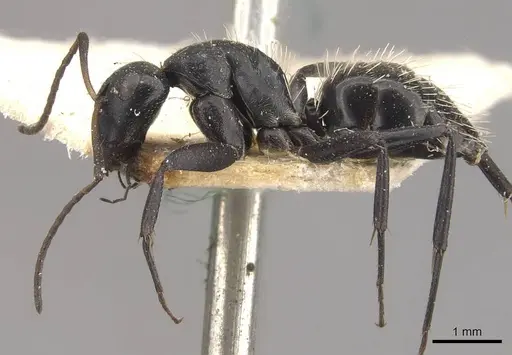 Camponotus olivieri specimen CASENT0910492 image casent0910492_3