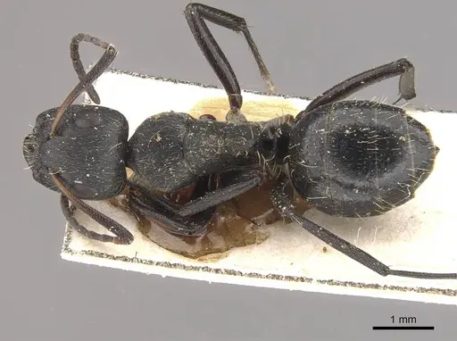 Camponotus olivieri specimen CASENT0910493 image casent0910493_1