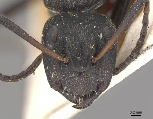 Camponotus olivieri specimen CASENT0910493 image casent0910493_2