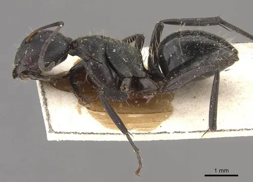 Camponotus olivieri specimen CASENT0910493 image casent0910493_3