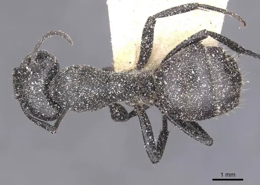Camponotus olivieri specimen CASENT0911841 image casent0911841_1